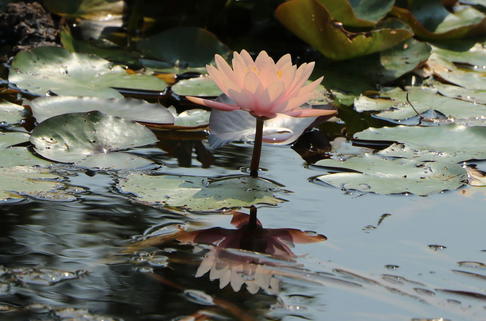 Seerose 'Colorado' - Nymphaea x cultorum 'Colorado'