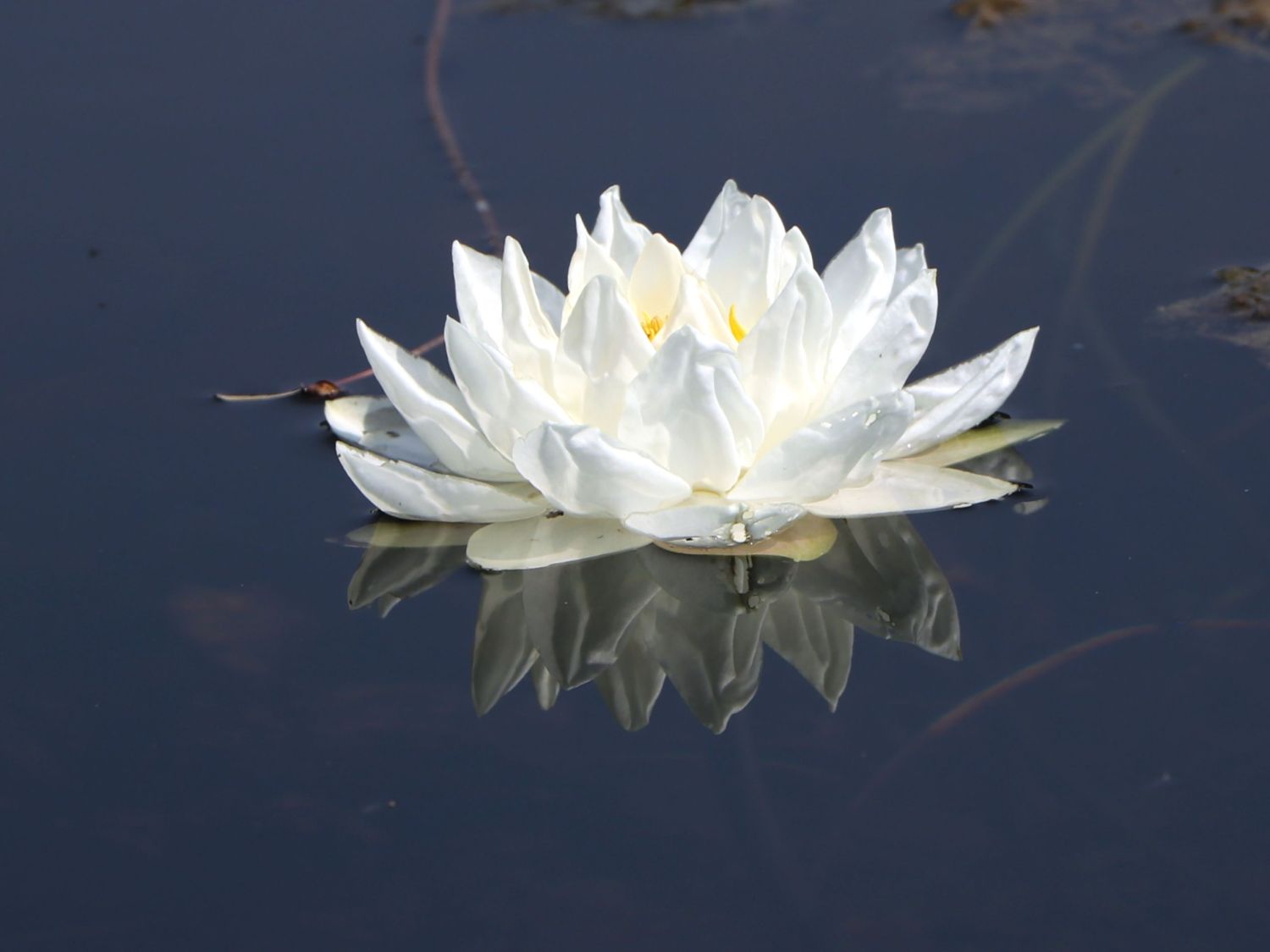 Seerose 'Gladstoniana' - Nymphaea tuberosa 'Gladstoniana'