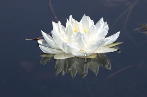 Seerose 'Gladstoniana' - Nymphaea tuberosa 'Gladstoniana'