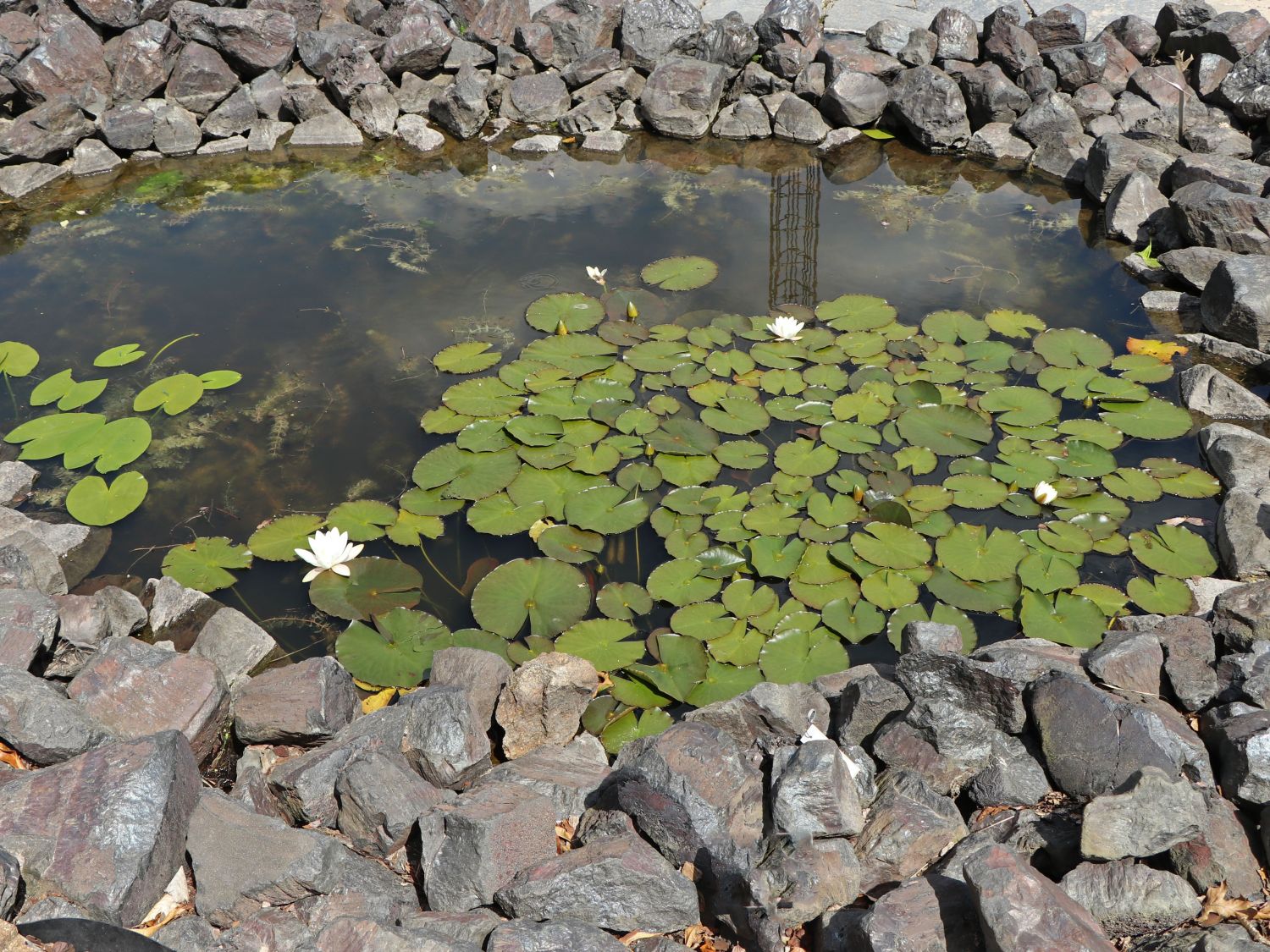 Seerose 'Hermine' - Nymphaea x cultorum 'Hermine'