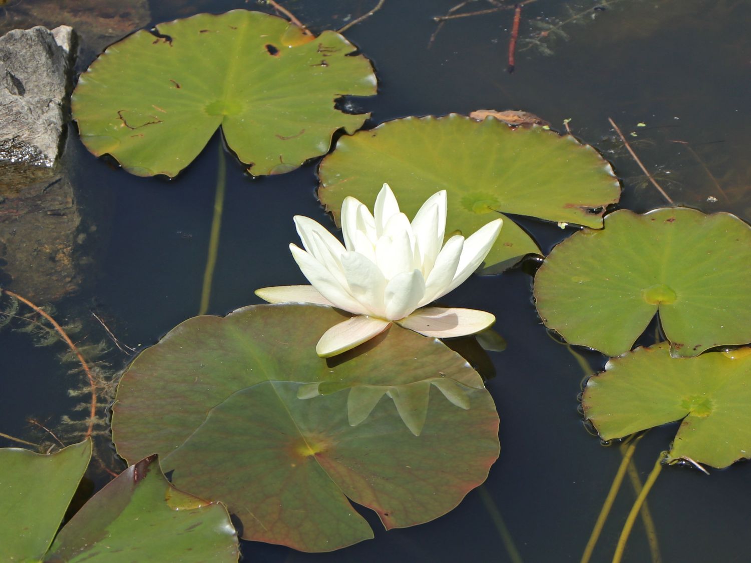 Seerose 'Hermine' - Nymphaea x cultorum 'Hermine'