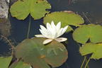 Seerose 'Hermine' - Nymphaea x cultorum 'Hermine'
