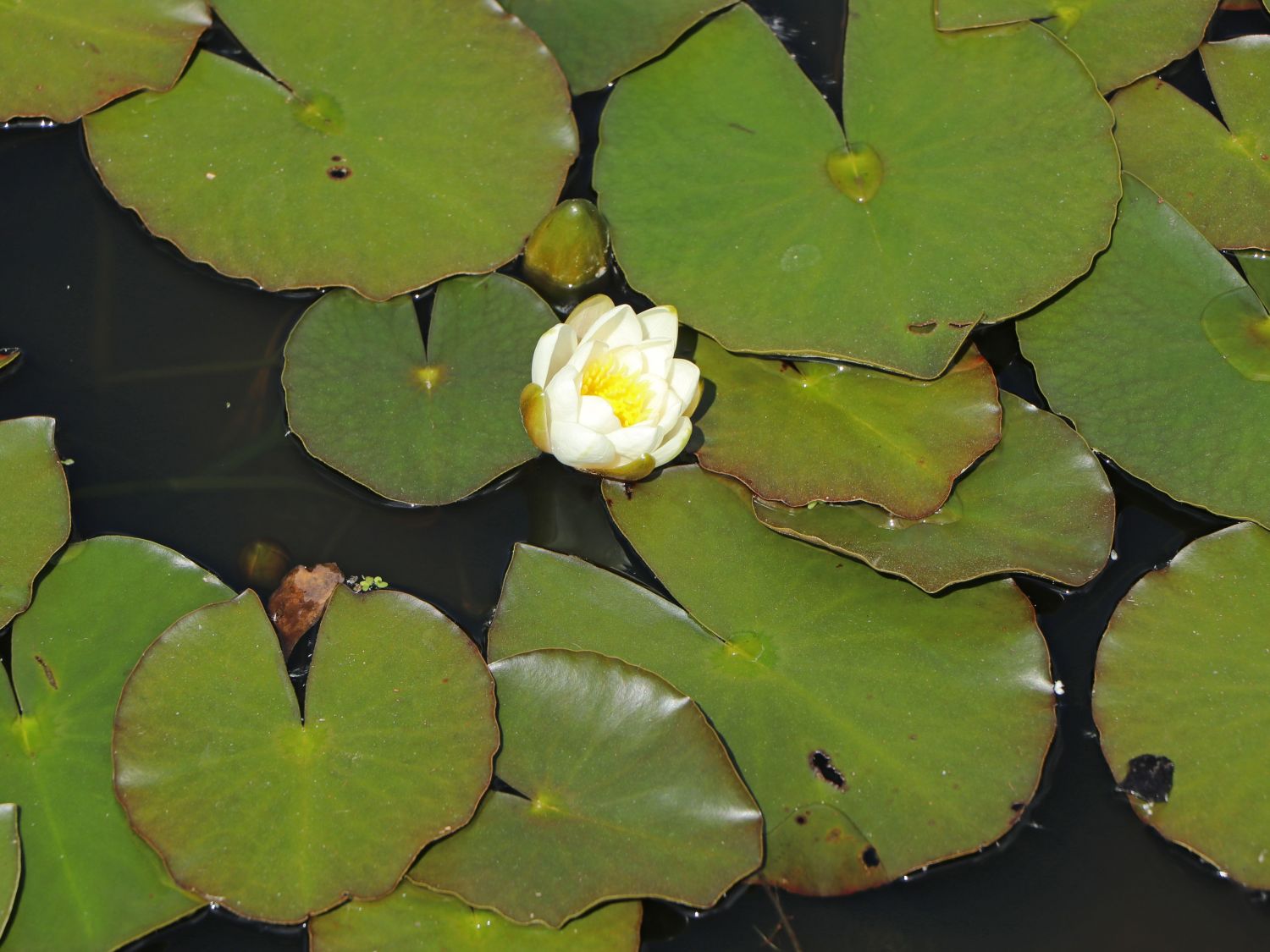 Seerose 'Hermine' - Nymphaea x cultorum 'Hermine'