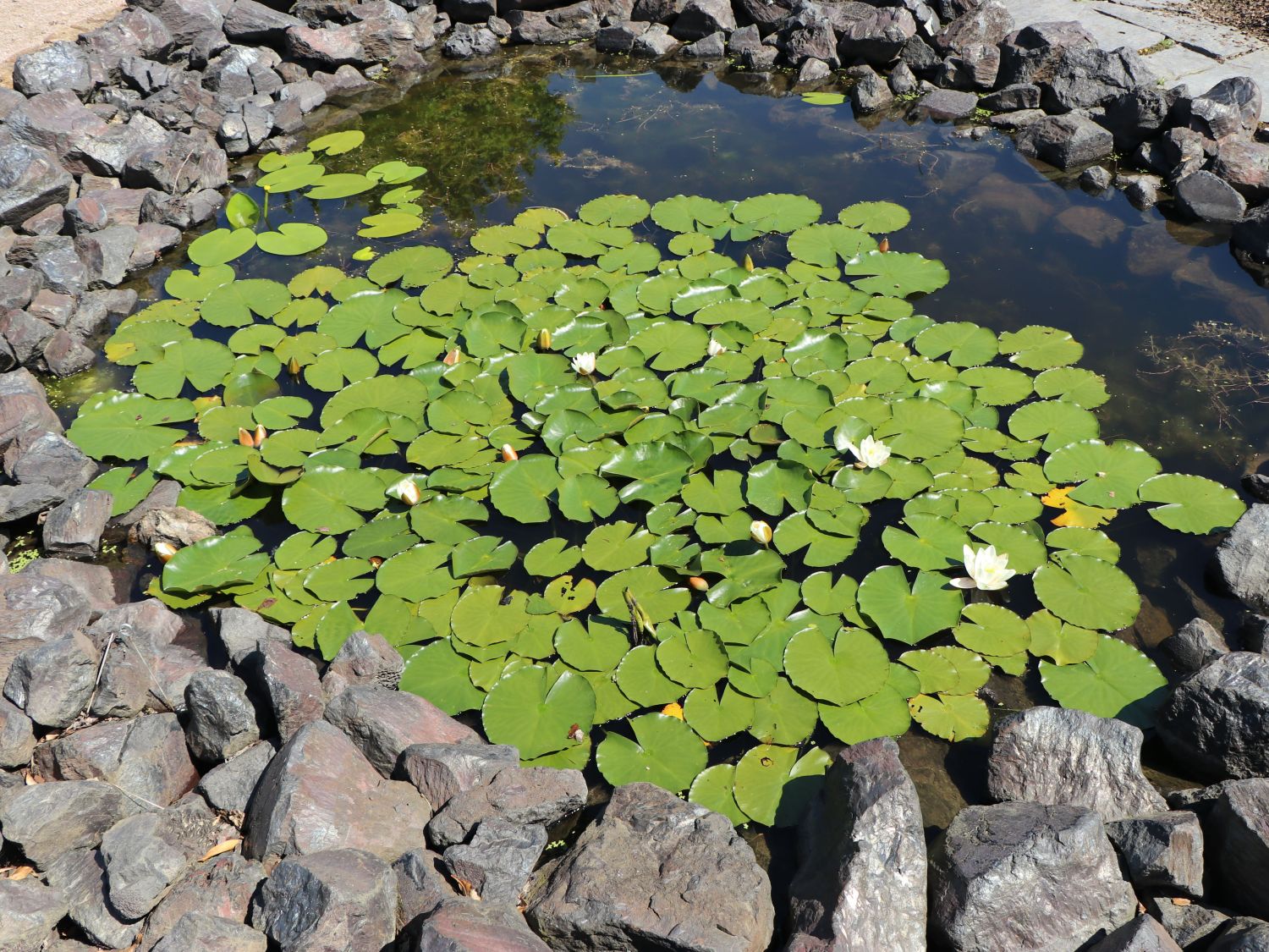 Seerose 'Hermine' - Nymphaea x cultorum 'Hermine'