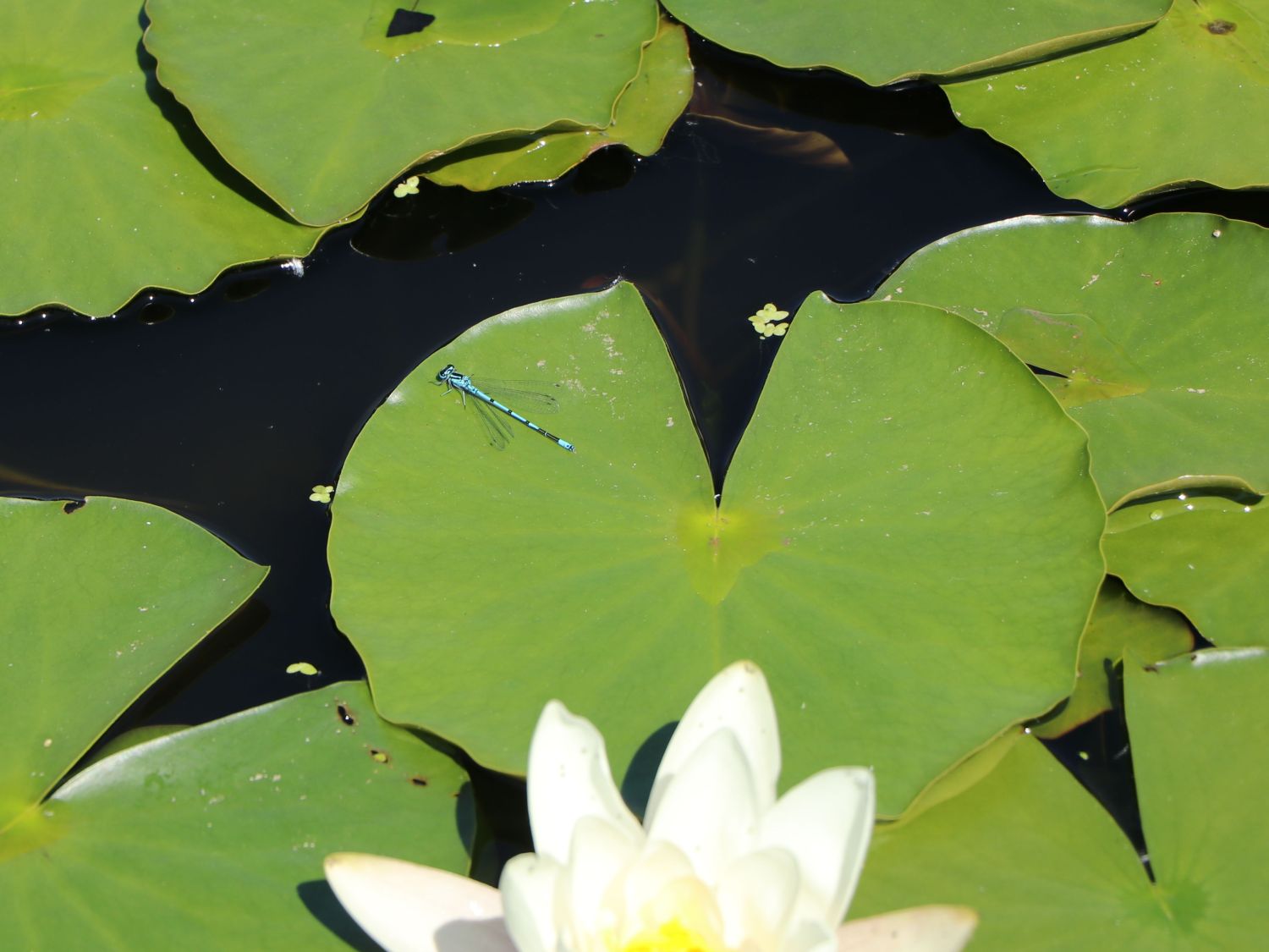 Seerose 'Hermine' - Nymphaea x cultorum 'Hermine'