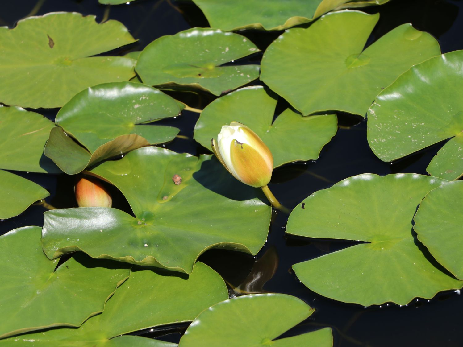 Seerose 'Hermine' - Nymphaea x cultorum 'Hermine'