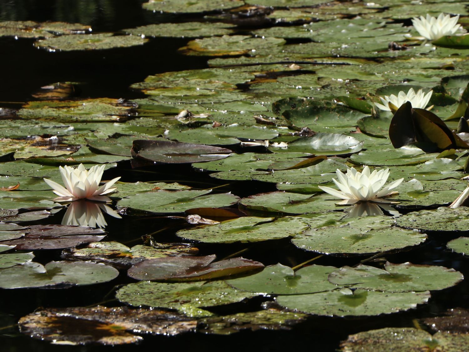 Seerose 'Hermine' - Nymphaea x cultorum 'Hermine'