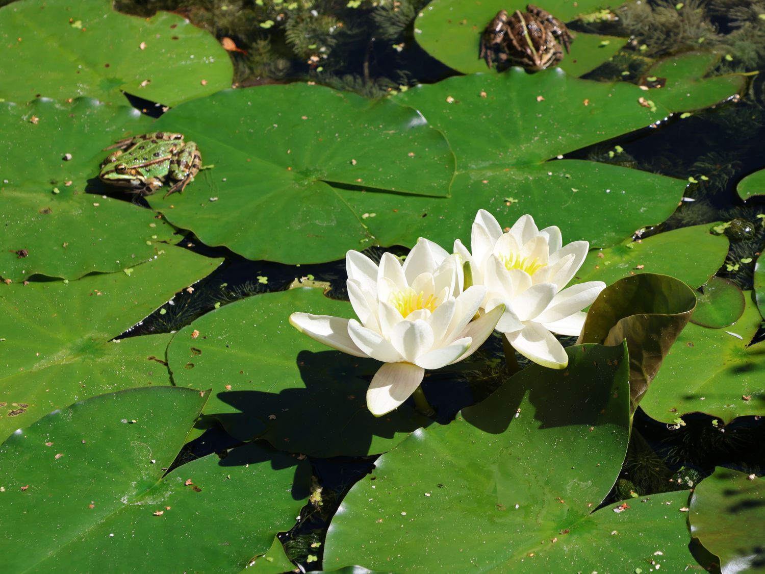 Seerose 'Hermine' - Nymphaea x cultorum 'Hermine'