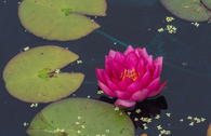 Seerose 'James Brydon'