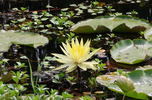 Seerose 'Joey Tomocick' - Nymphaea x cultorom 'Joey Tomocick'