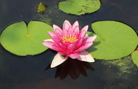 Seerose 'Laydeckeri Lilacea'