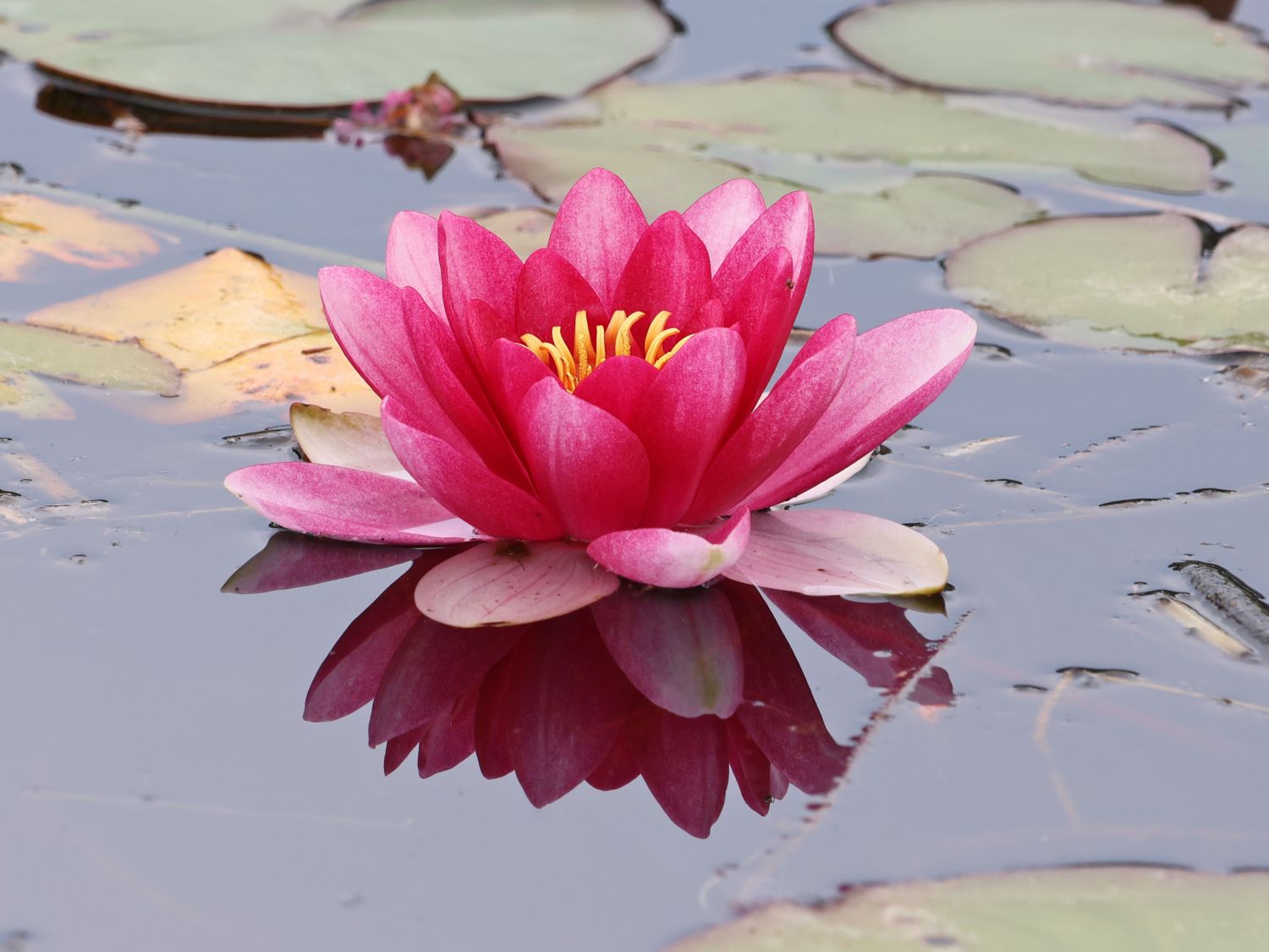 Seerose 'Laydeckeri Purpurata'