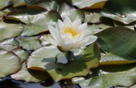 Seerose 'Richardsonii'