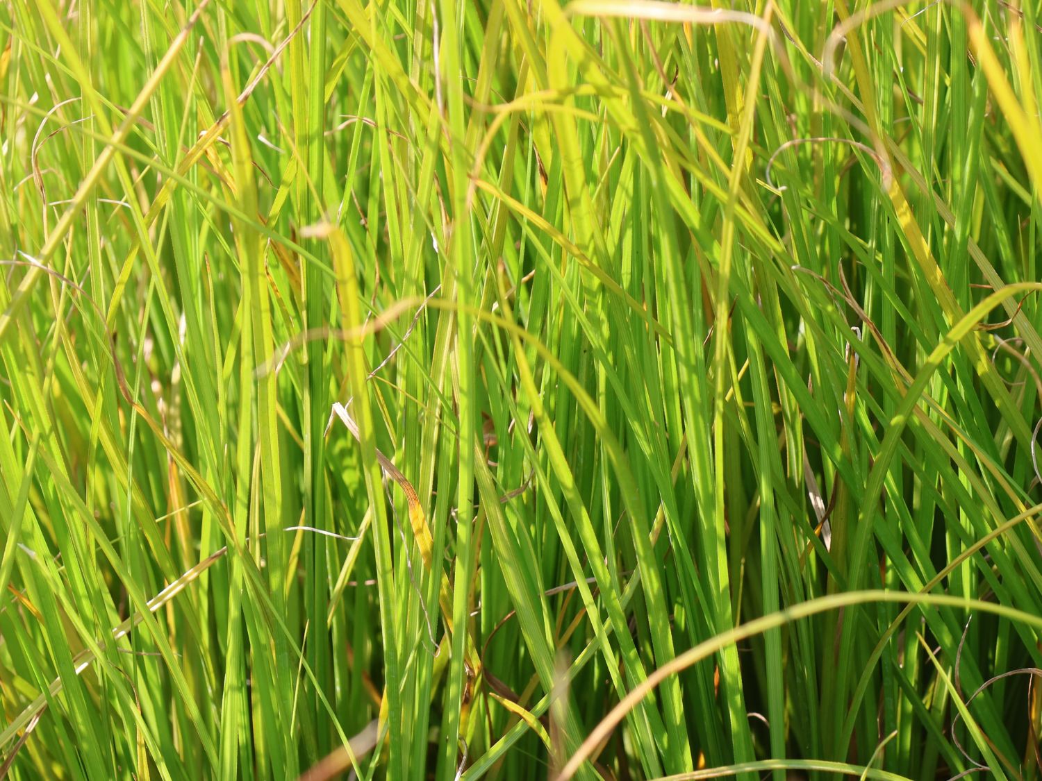 Segge 'Phoenix Green'