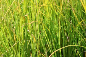 Segge 'Phoenix Green'