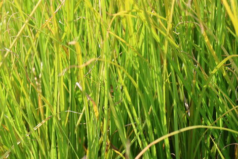 Segge 'Phoenix Green' - Carex howardii 'Phoenix Green'