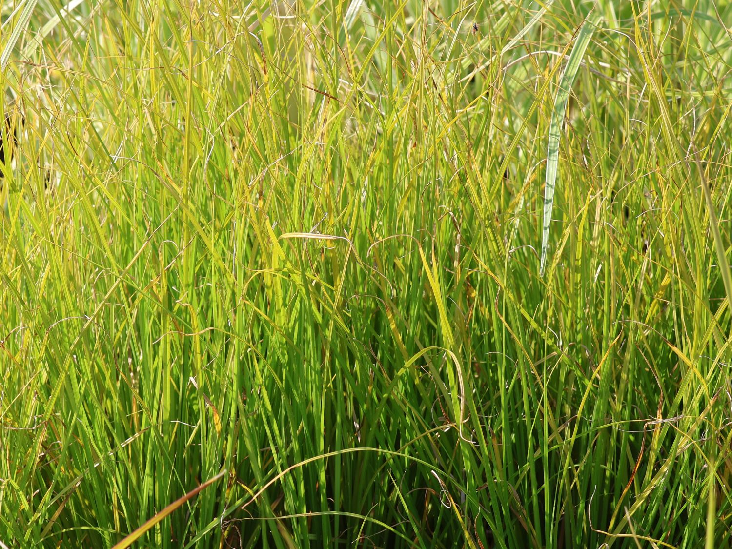 Segge 'Phoenix Green' - Carex howardii 'Phoenix Green'