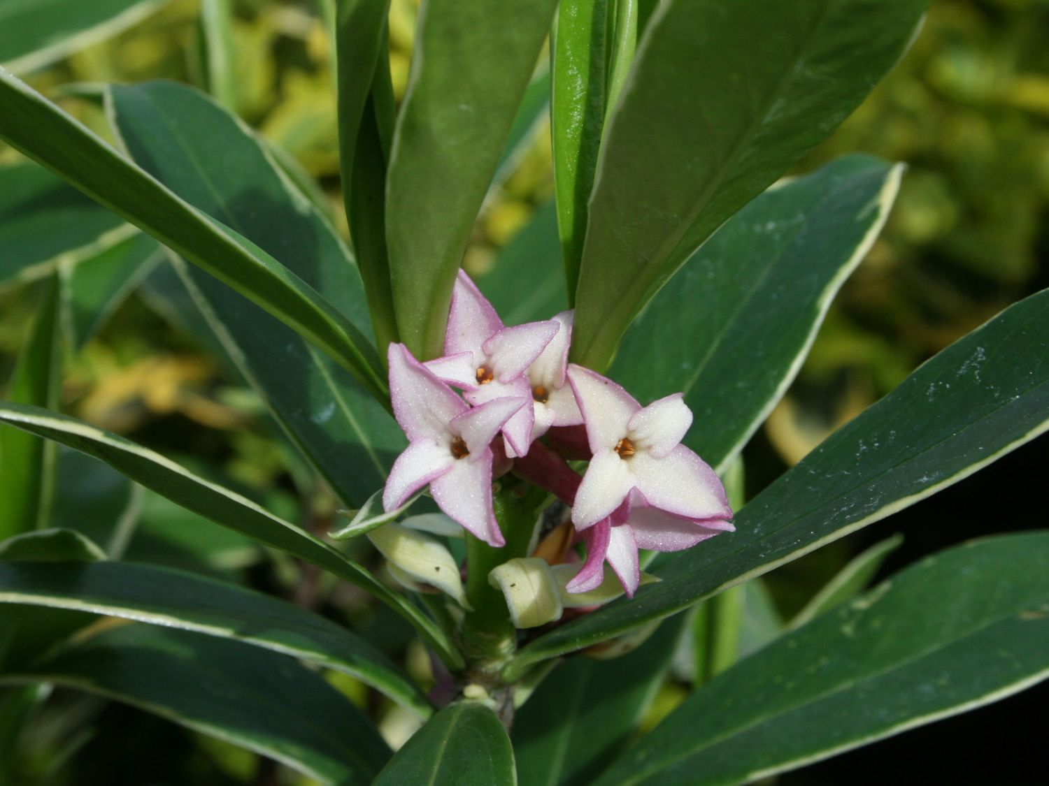 Seidelbast 'Aureomarginata' - Daphne odora 'Aureomarginata'
