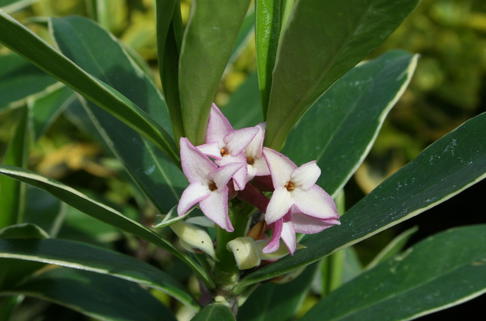 Seidelbast 'Aureomarginata' - Daphne odora 'Aureomarginata'