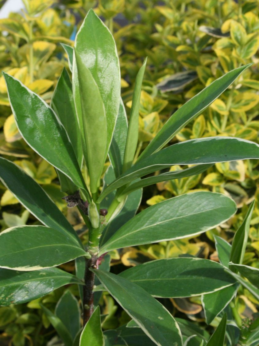 Seidelbast 'Aureomarginata' - Daphne odora 'Aureomarginata'