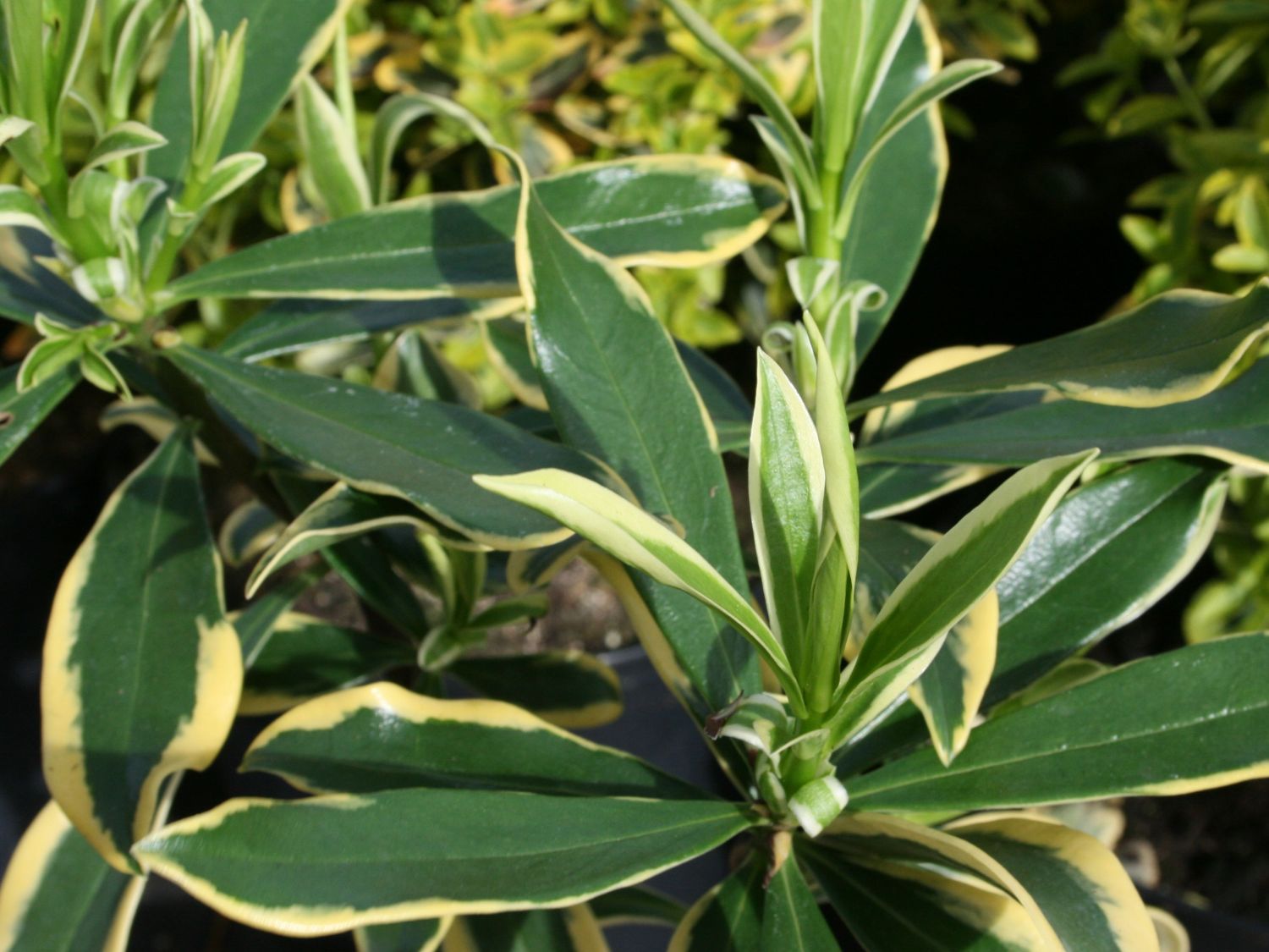 Seidelbast Marianni ® 'Rogbret' - Daphne odora 'Marianni Rogbret'