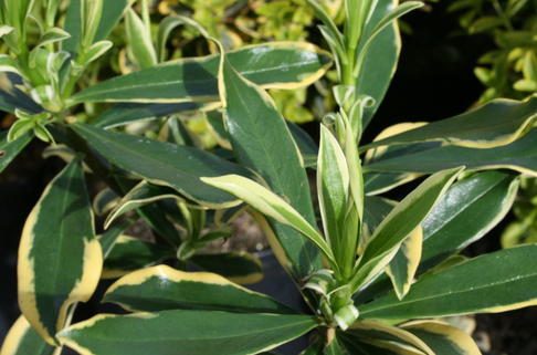 Seidelbast Marianni ® 'Rogbret' - Daphne odora 'Marianni Rogbret'