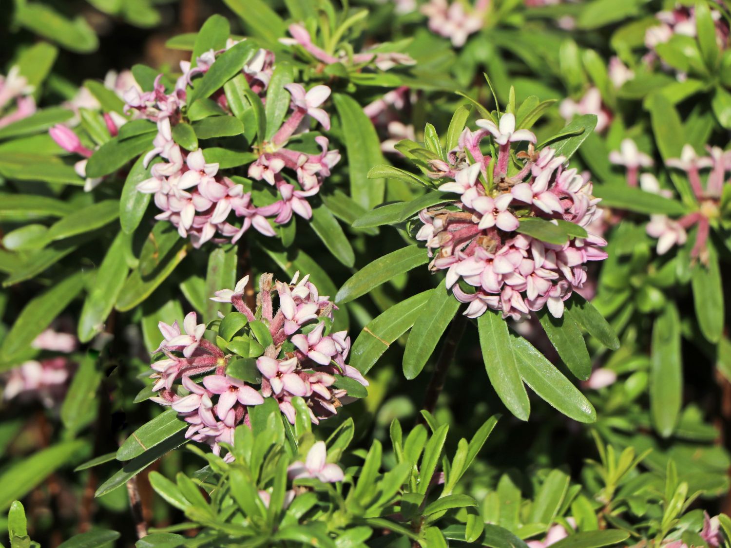 Seidelbast 'Pink Eternal Fragrance' - Daphne x transatlantica 'Pink Eternal Fragrance'