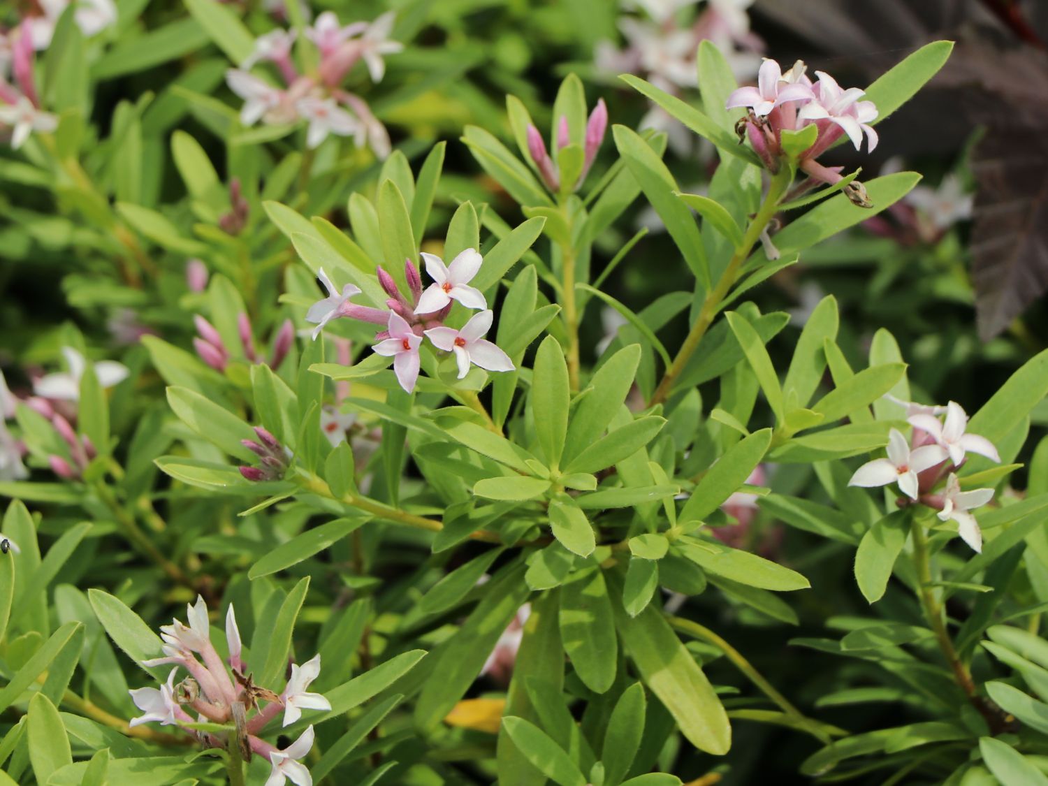 Seidelbast 'Pink Eternal Fragrance' - Daphne x transatlantica 'Pink Eternal Fragrance'