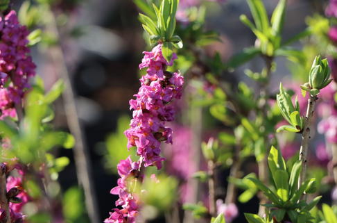 Seidelbast / Roter Märzenseidelbast 'Rubra Select' - Daphne mezereum 'Rubra Select'