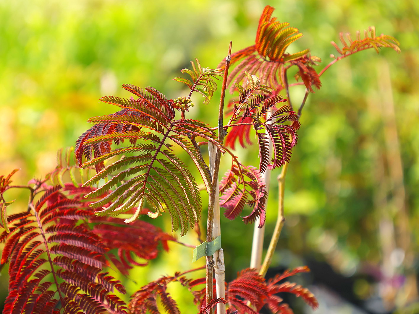 Seidenbaum 'Chocolate Fountain' ® - Albizia julibrissin 'Chocolate Fountain' ®