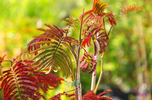 Seidenbaum 'Chocolate Fountain' ® - Albizia julibrissin 'Chocolate Fountain' ®