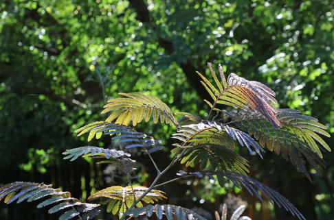 Seidenbaum 'Evey's Pride' - Albizia julibrissin 'Evey's Pride'