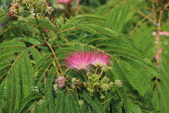 Seidenbaum 'Ombrella'