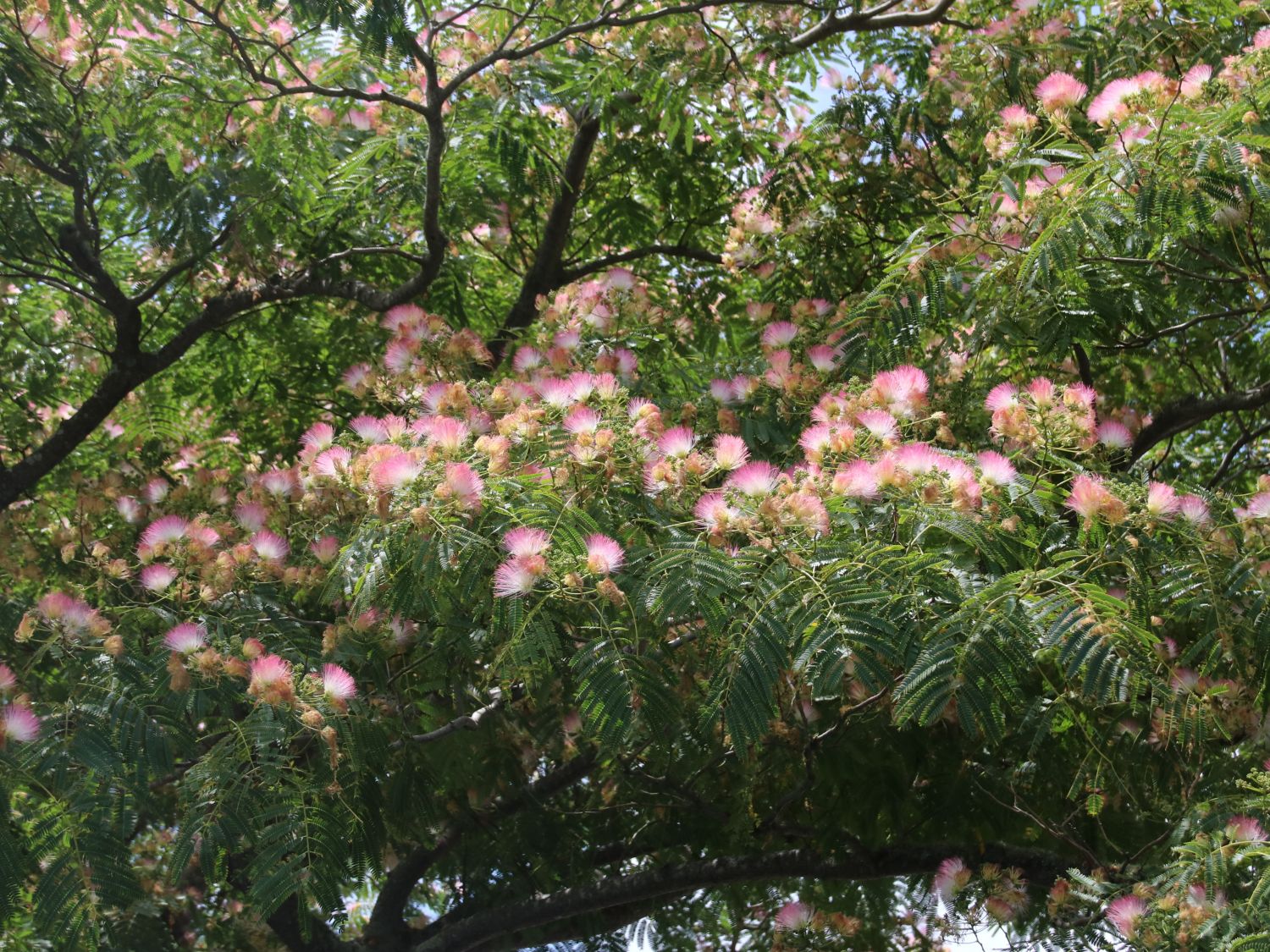 Seidenbaum / Schlafbaum / Seidenakazie 'Ernest Wilson' - Albizia julibrissin 'Ernest Wilson'