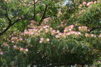 Seidenbaum / Schlafbaum / Seidenakazie 'Ernest Wilson' - Albizia julibrissin 'Ernest Wilson'