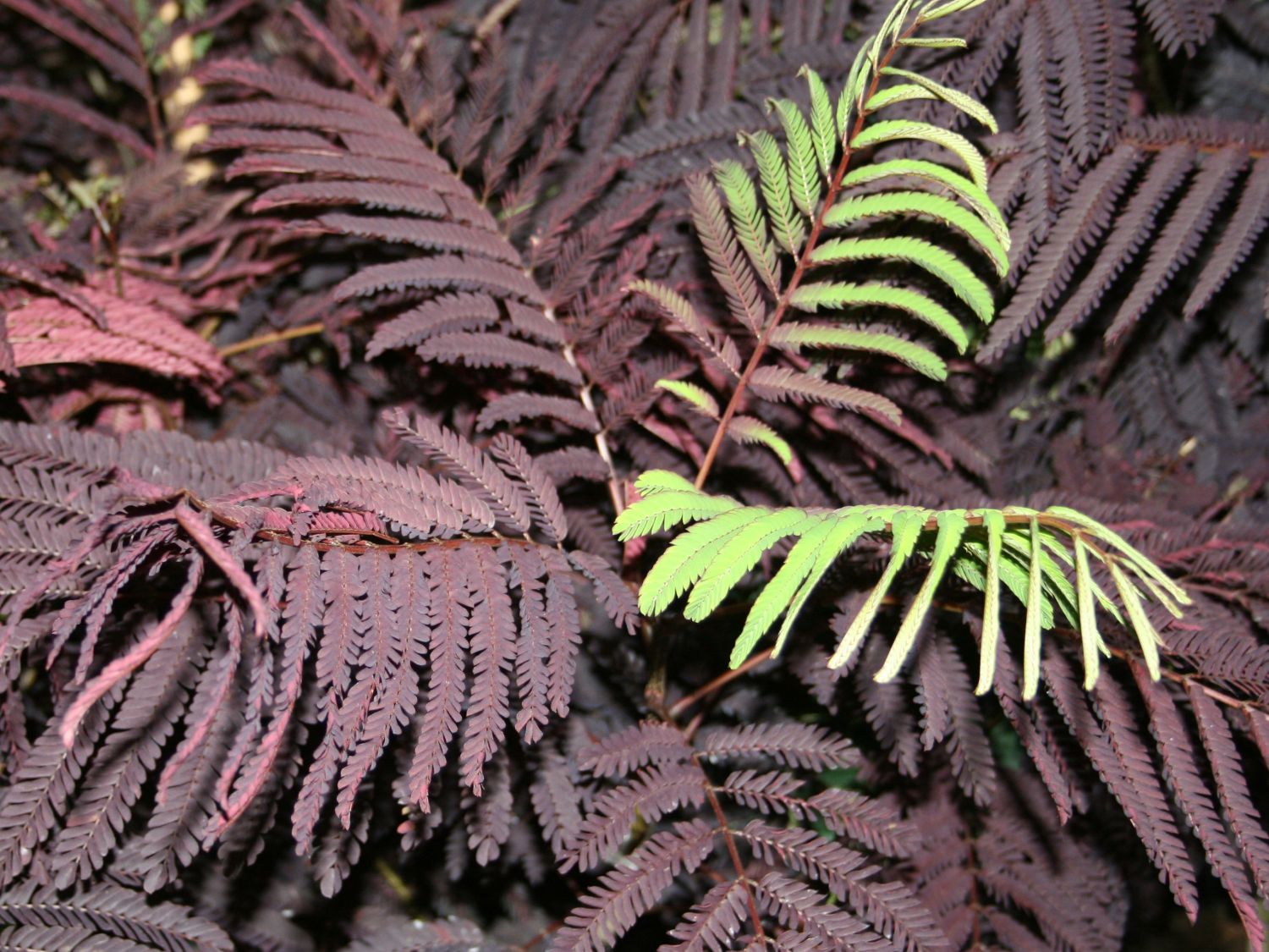 Seidenbaum / Schlafbaum / Seidenakazie 'Summer Chocolate' - Albizia julibrissin 'Summer Chocolate'