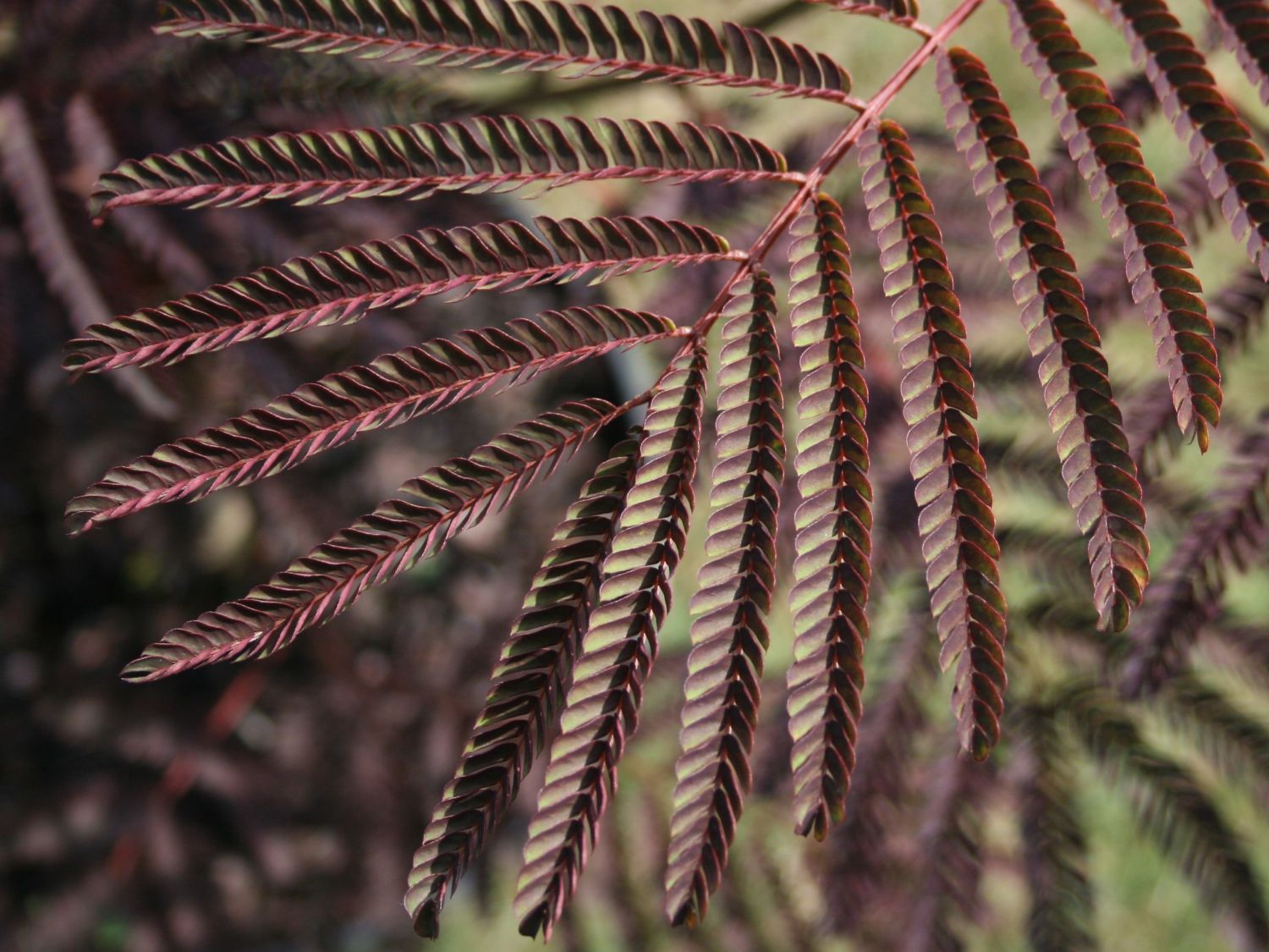 Seidenbaum / Schlafbaum / Seidenakazie 'Summer Chocolate' - Albizia julibrissin 'Summer Chocolate'