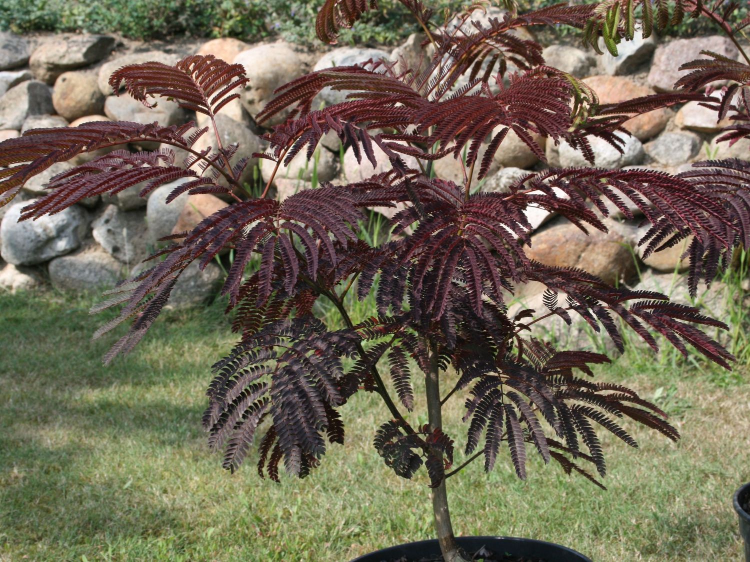 Seidenbaum / Schlafbaum / Seidenakazie 'Summer Chocolate' - Albizia julibrissin 'Summer Chocolate'