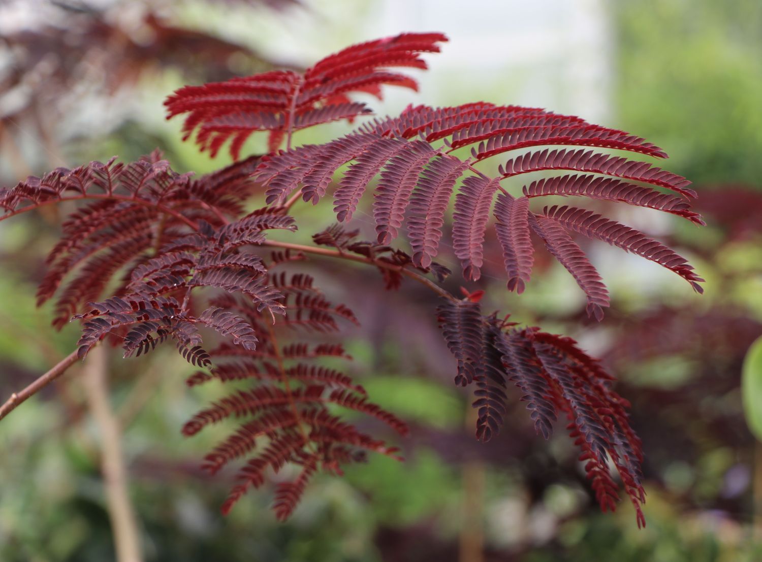 Seidenbaum / Schlafbaum / Seidenakazie 'Summer Chocolate' - Albizia julibrissin 'Summer Chocolate'