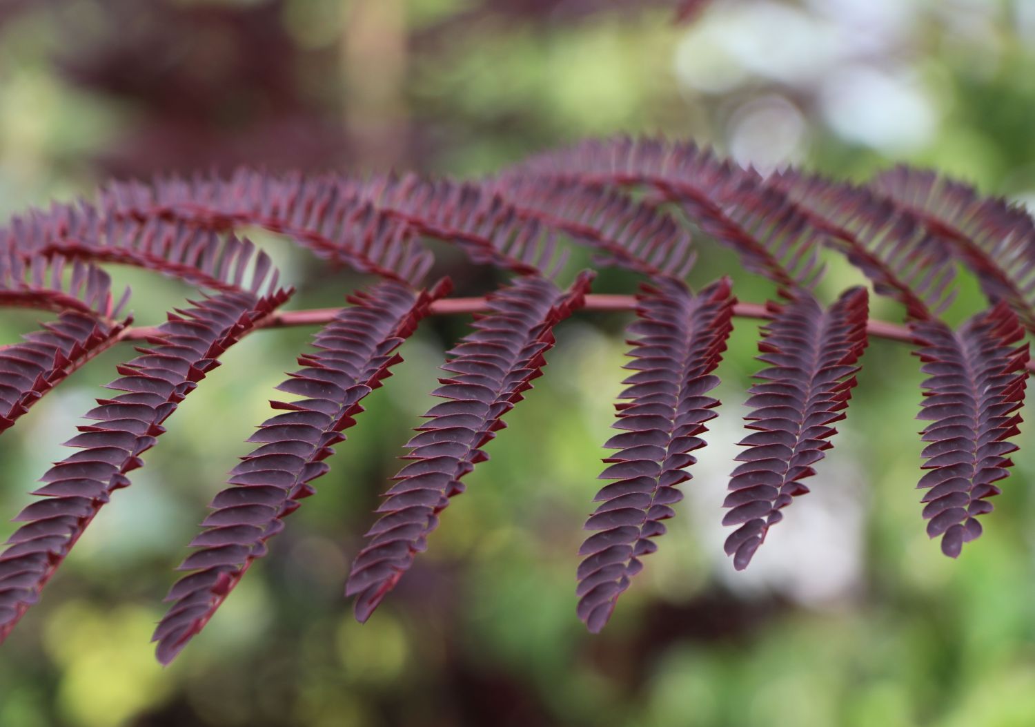 Seidenbaum / Schlafbaum / Seidenakazie 'Summer Chocolate' - Albizia julibrissin 'Summer Chocolate'