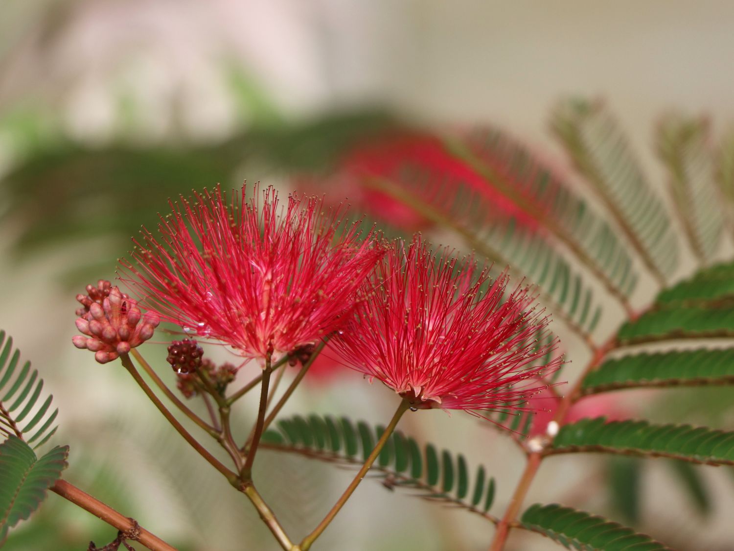 Albizia Summer Chocolate - Schokoladenfarbener Schlafbaum