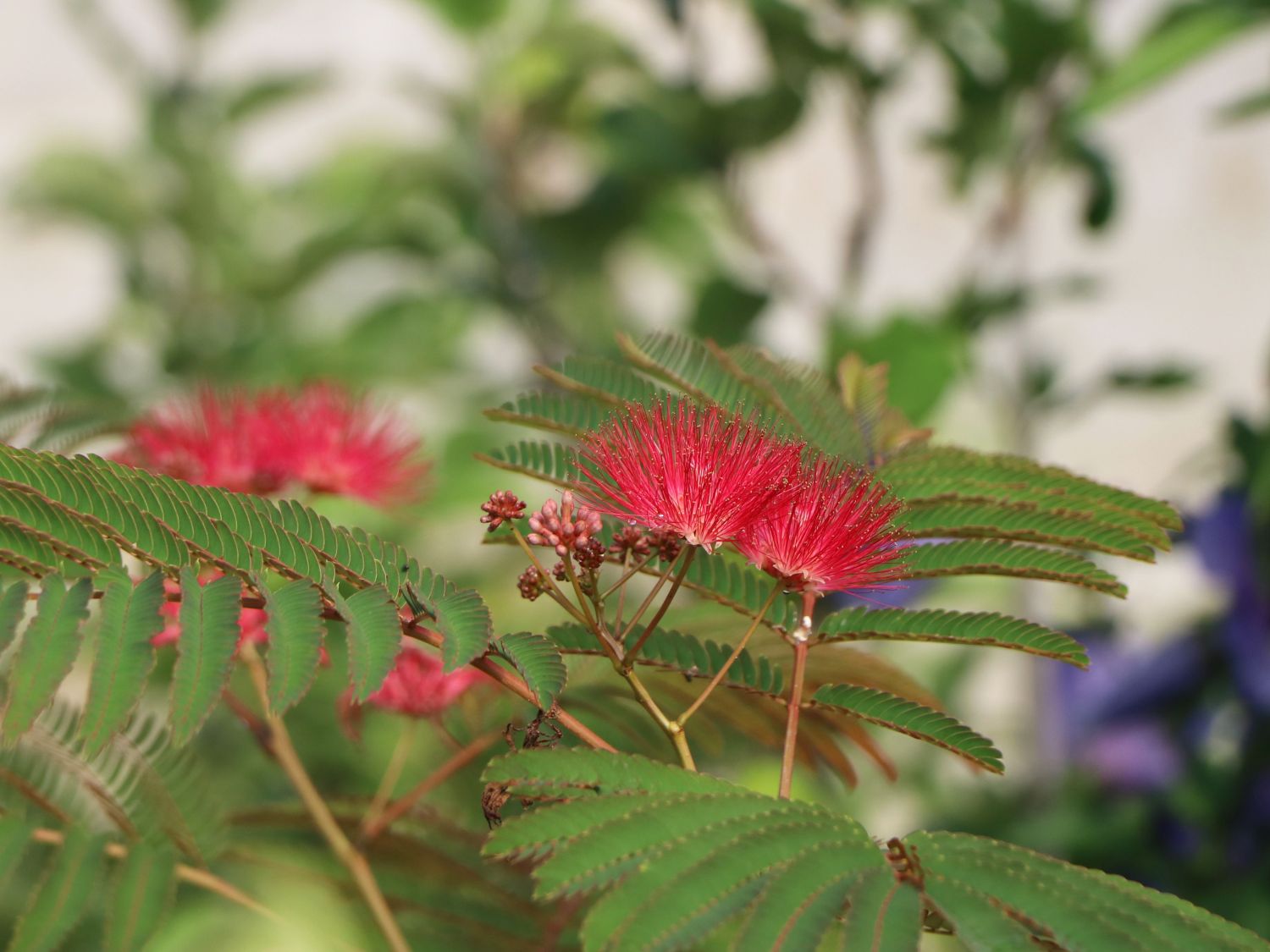Seidenbaum / Schlafbaum / Seidenakazie 'Summer Chocolate' - Albizia julibrissin 'Summer Chocolate'