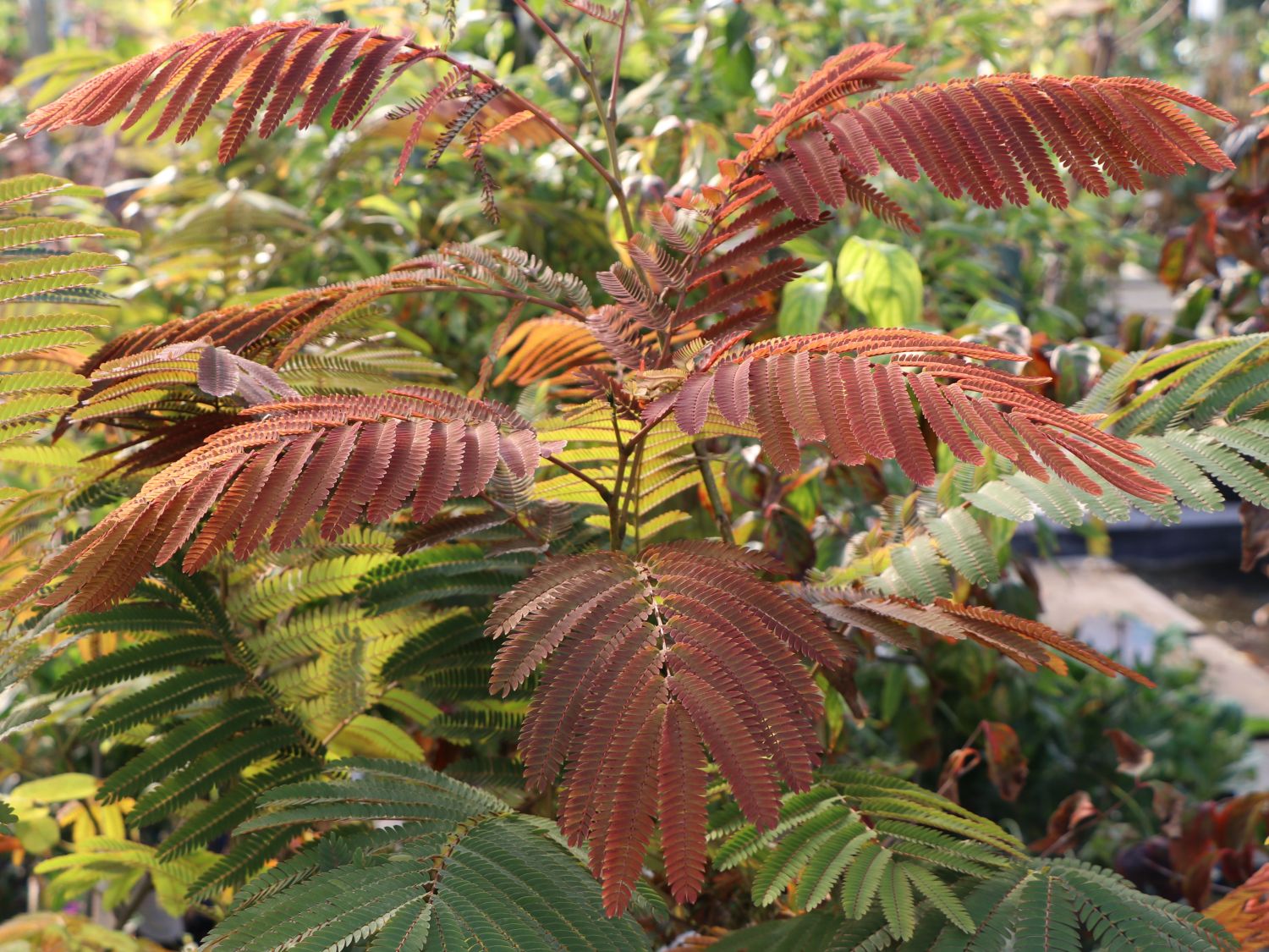Seidenbaum / Schlafbaum / Seidenakazie 'Summer Chocolate' - Albizia julibrissin 'Summer Chocolate'