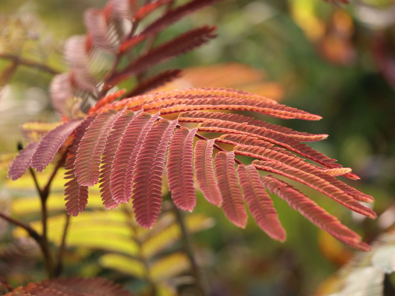 Seidenbaum / Schlafbaum / Seidenakazie 'Summer Chocolate' - Albizia julibrissin 'Summer Chocolate'