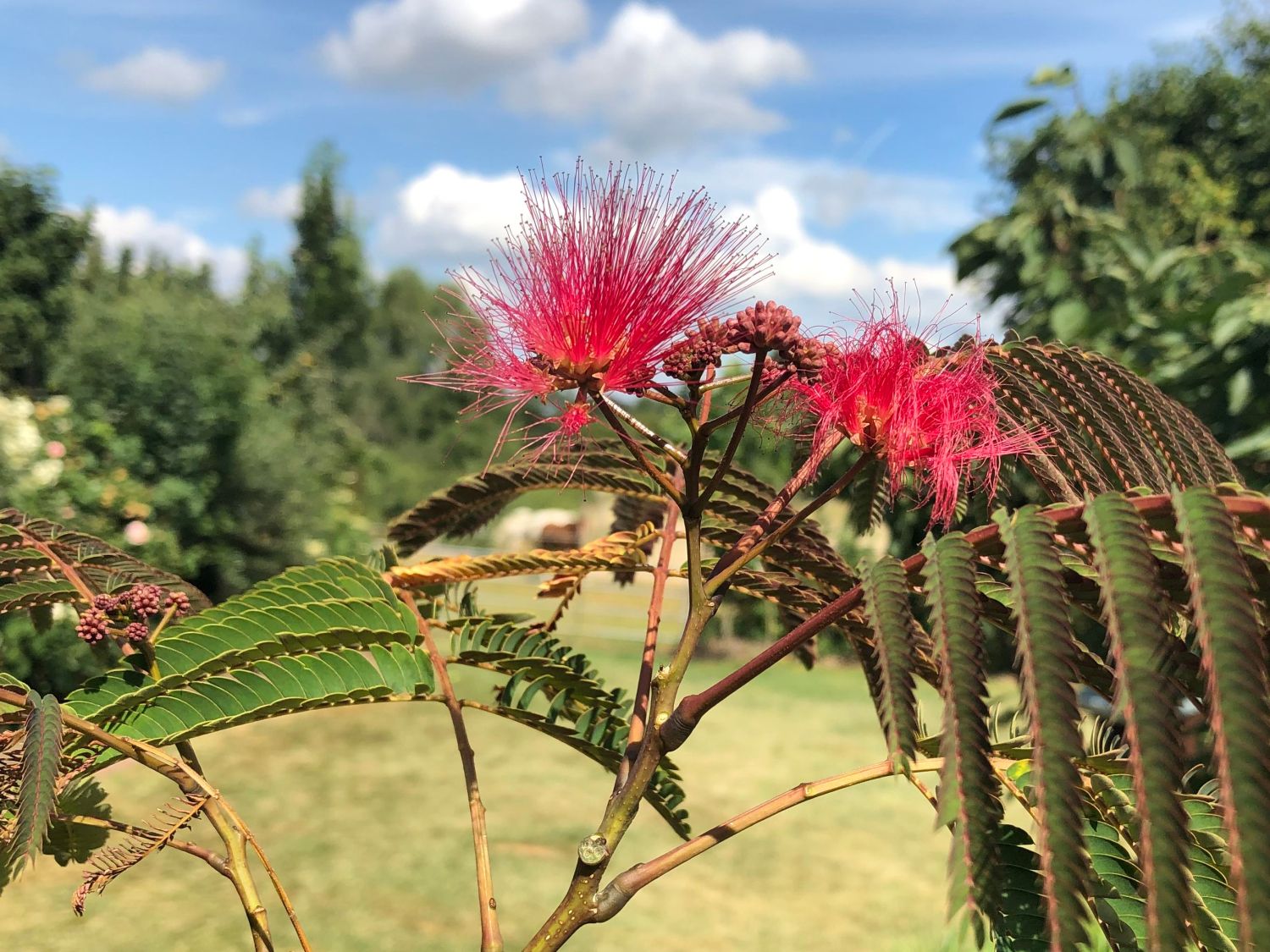 Seidenbaum / Schlafbaum / Seidenakazie 'Summer Chocolate' - Albizia julibrissin 'Summer Chocolate'