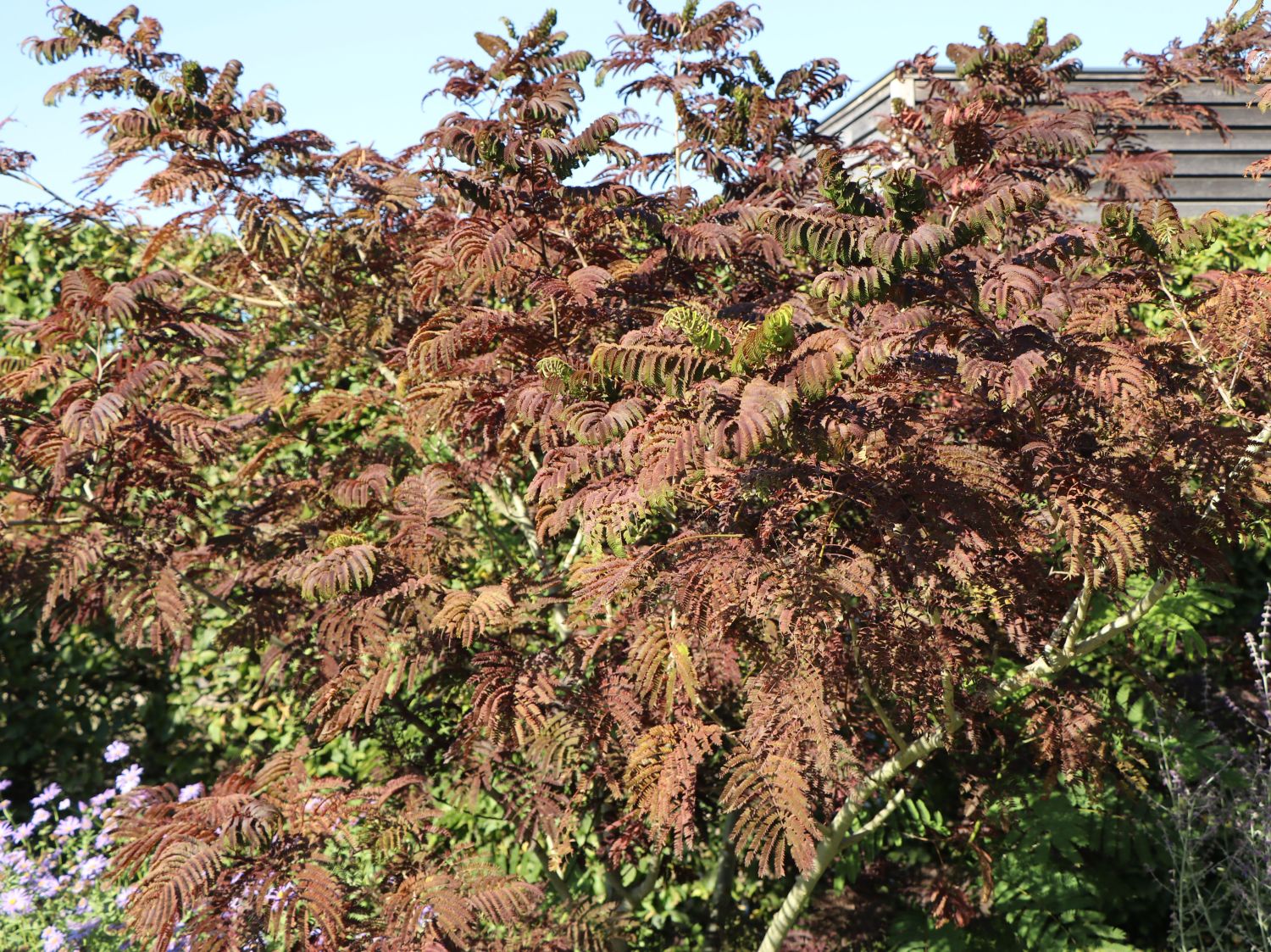 Seidenbaum / Schlafbaum / Seidenakazie 'Summer Chocolate' - Albizia julibrissin 'Summer Chocolate'