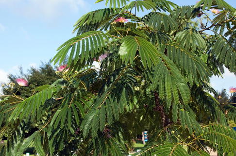 Seidenbaum 'Tropical Dream' - Albizia julibrissin 'Tropical Dream'