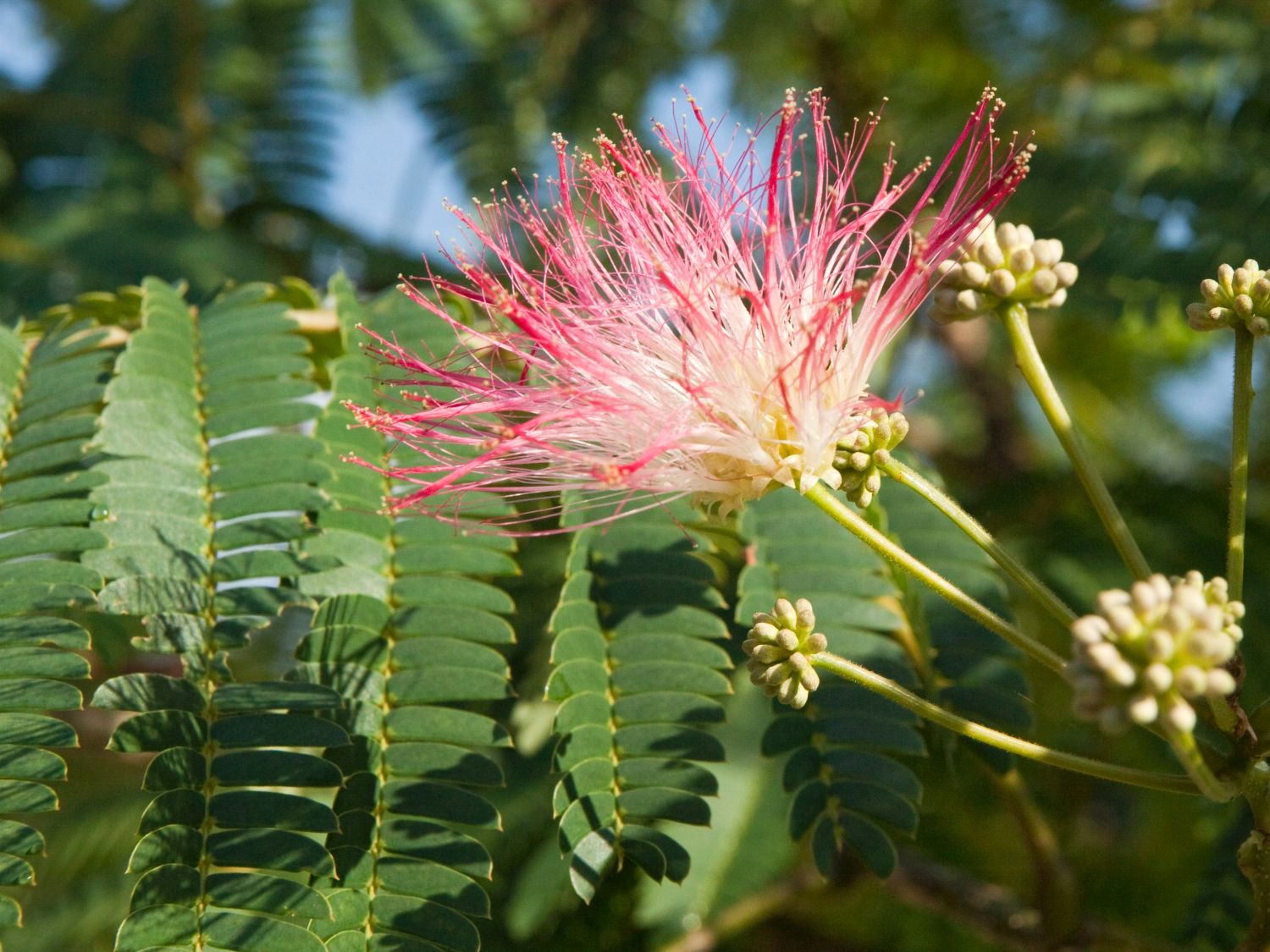 Albizia (Albizia)