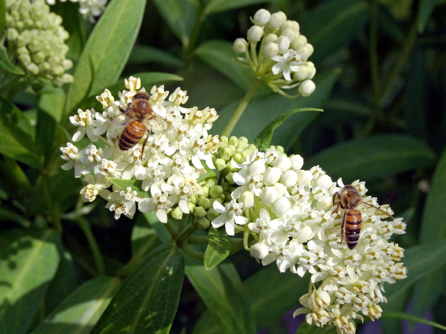 Seidenpflanze 'Ice Ballet'