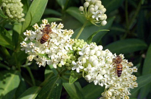 Seidenpflanze 'Ice Ballet' - Asclepias incarnata 'Ice Ballet'